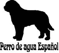 Kuvaus: C:\Users\Satu-Ilona\Documents\Ilowilla 2011\profiilipaidat\uudet 2012\espanjanvesikoira2.jpg
